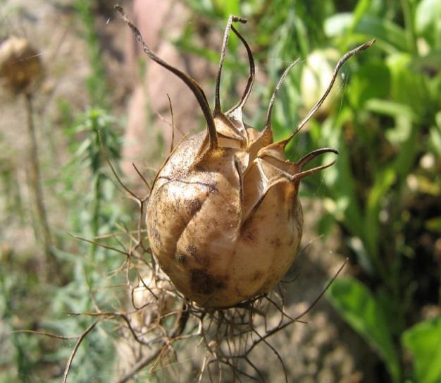 کپسول حاوی بذر گیاه سیاه دانه