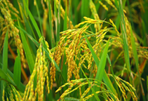 آشنایی با زراعت برنج