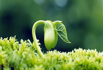 آشنایی با هورمون اتیلن و نقش آن در گیاهان
