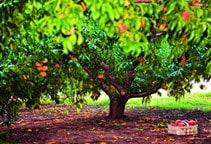 آشنایی با علائم بیماری در درختان میوه به دلیل کمبود عناصر ریزمغذی