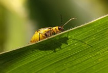 آشنایی با علل مقاومت حشرات به حشره‌کش‌ها (قسمت اول)
