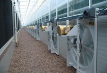 آشنایی با سیستم‌های سرمایش تبخیری در گلخانه