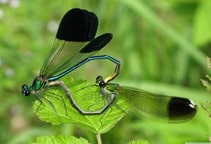 آشنایی با کنترل حشرات به روش عقیم سازی