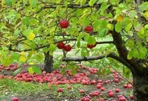 آشنایی با روش‌های مبارزه با علف‌های هرز باغ‌های سیب‌ (قسمت دوم)