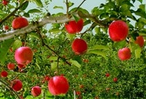 آشنایی با روش‌های مبارزه با علف‌های هرز باغ‌های سیب‌ (قسمت سوم)