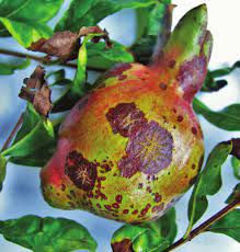 بیماری اسکب انار