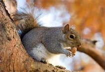 آشنایی با نقش سنجاب در باغات