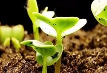آشنایی با اثر تنظیم‌کننده‌های رشد بر گیاهان