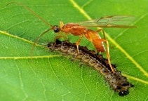 آشنایی با کنترل بیولوژیک آفات با استفاده از حشرات (قسمت اول)