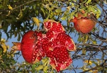 آشنایی با عارضه ترکیدگی میوه انار (قسمت دوم)