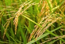 آشنایی با تغذیه مزرعه برنج با عناصر ماکرو