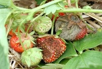 آشنایی با بیماری‌های توت‌فرنگی در گلخانه (قسمت چهارم)