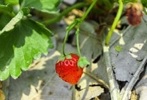 آشنایی با بیماری‌های توت‌فرنگی در گلخانه (قسمت پنجم)