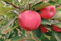 آشنایی با عملیات مورد نیاز باغات سیب در فصول مختلف سال