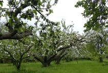 آشنایی با هرس جوان‌سازی درخت سیب (قسمت اول)