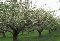 آشنایی با 	آشنایی با هرس جوان‌سازی درخت سیب (قسمت دوم)