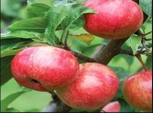 آشنایی با برگ پیچاننده‌های درختان میوه در باغ‌های سیب